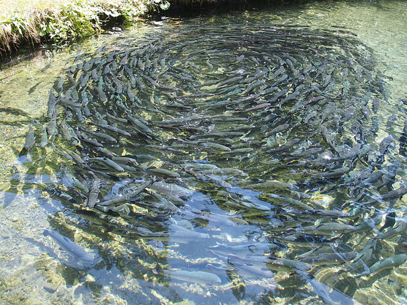 水中氨氮檢測儀用于水產養殖水質檢測